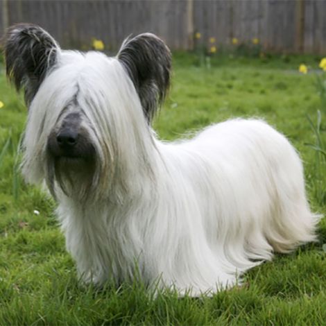 Особенности скай-терьера Skye Terrier